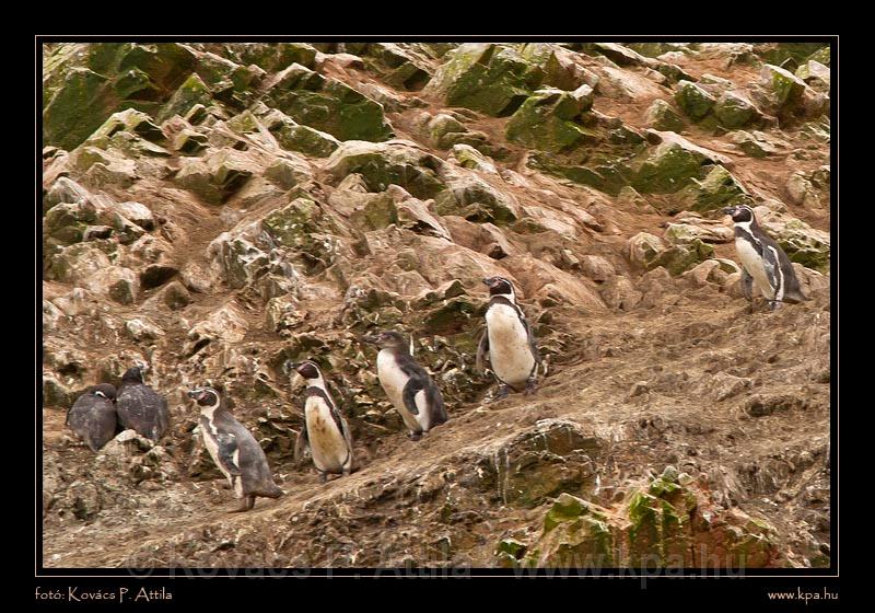 Ballestas Islands 018.jpg